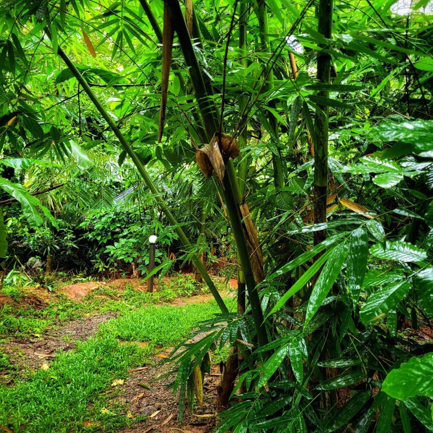 Greens Tree House & Wood House Sultan Bathery Esterno foto